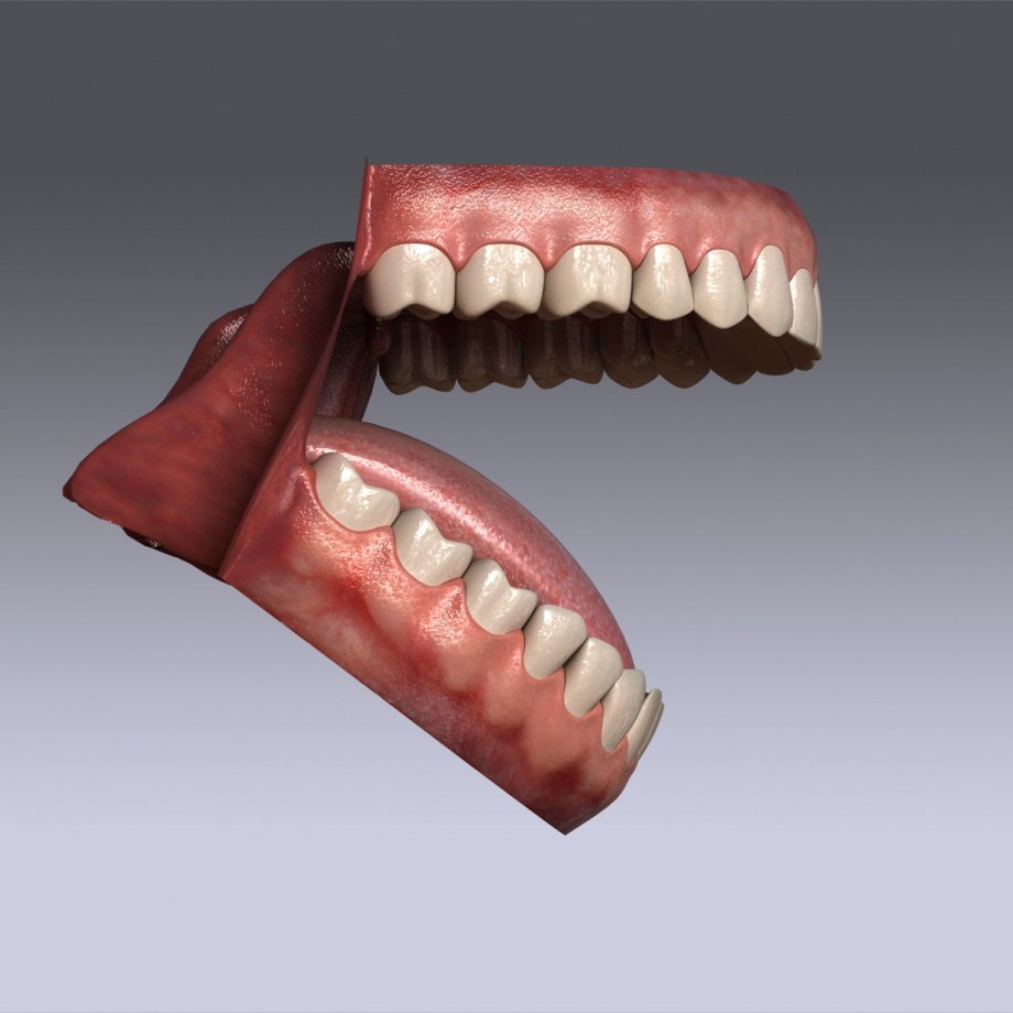 Human Teeth 3D Model Free Download - blocksgo