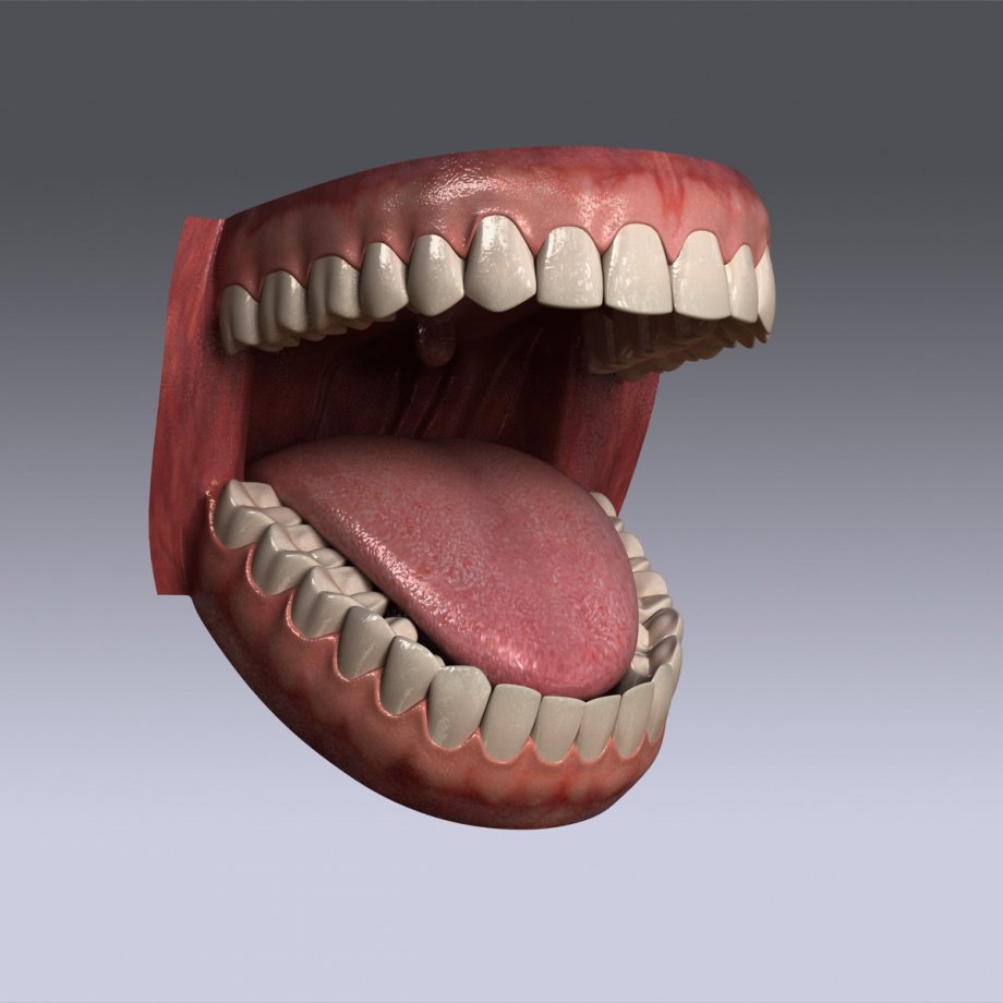 Human Teeth 3D Model Free Download - blocksgo